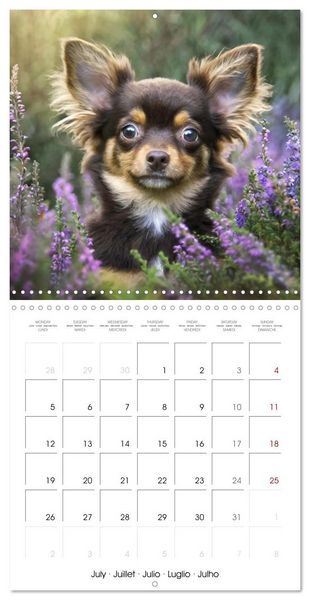 Produktbild: Chihuahuas - Companions for the Whole Year (Wall Calendar 2027 12 &times; 12 Inch) CALVENDO 12 Month Wall Calendar