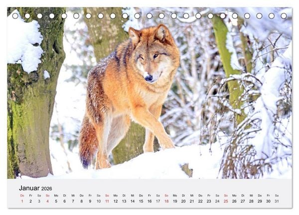 Produktbild: W&ouml;lfe. Ein Herz f&uuml;r Isegrim! (Tischkalender 2026 DIN A5 quer), CALVENDO Monatskalender