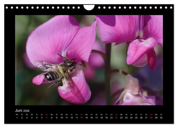 Produktbild: Die Wildbienen Deutschlands (Wandkalender 2026 DIN A4 quer), CALVENDO Monatskalender
