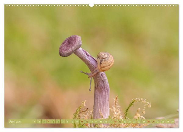 Produktbild: Wundersame Pilzwelten (hochwertiger Premium Wandkalender 2026 DIN A2 quer), Kunstdruck in Hochglanz