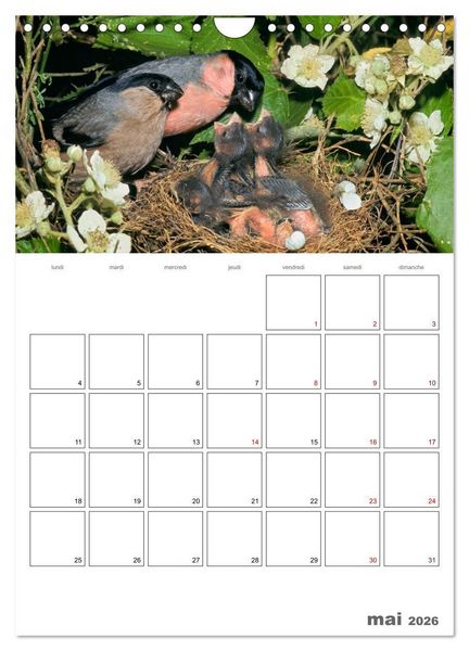 Produktbild: Les passereaux &agrave; l'or&eacute;e de la vie (Calendrier mural 2026 DIN A4 horizontal), CALVENDO calendrier mensuel