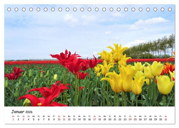 Produktbild: Tulpenbl&uuml;te in Flevoland 2026 (Tischkalender 2026 DIN A5 quer), CALVENDO Monatskalender