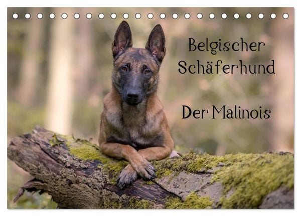 Produktbild: Belgischer Sch&auml;ferhund - Der Malinois (Tischkalender 2026 DIN A5 quer), CALVENDO Monatskalender