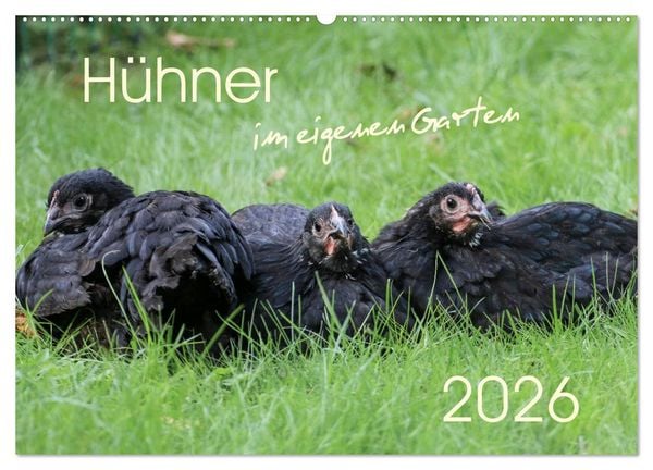 Hühner im eigenen Garten (Wandkalender 2026 DIN A2 quer), CALVENDO Monatskalender