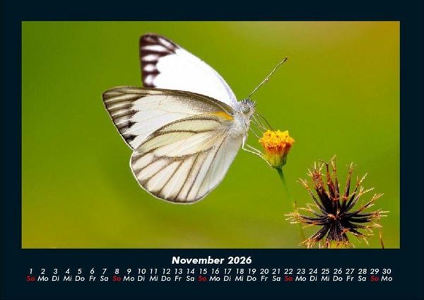 Produktbild: Bunte Pracht der Schmetterlinge 2026 Fotokalender DIN A4
