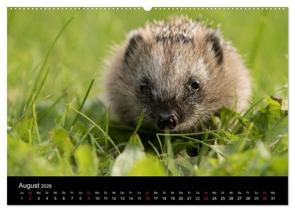 Produktbild: Wilde Heimat (hochwertiger Premium Wandkalender 2026 DIN A2 quer), Kunstdruck in Hochglanz