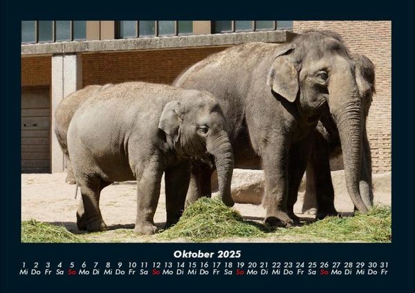 Produktbild: Der Elefantenkalender 2025 Fotokalender DIN A4