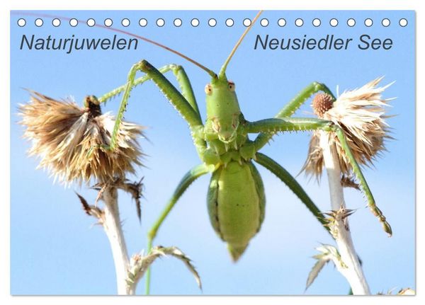 Produktbild: Naturjuwelen - Neusiedler See (Tischkalender 2027 DIN A5 quer), CALVENDO Monatskalender