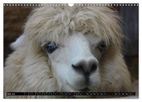 Produktbild: Alpakas und Lamas (Wandkalender 2026 DIN A3 quer), CALVENDO Monatskalender
