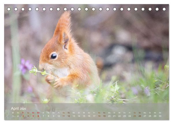 Produktbild: Bezaubernde Eichh&ouml;rnchen (Tischkalender 2026 DIN A5 quer), CALVENDO Monatskalender