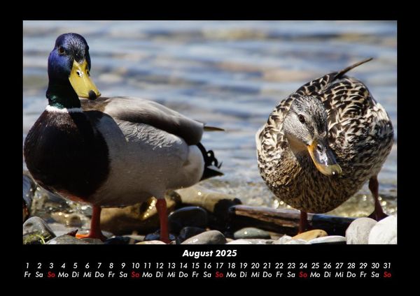 Produktbild: Enten 2025 Fotokalender DIN A3