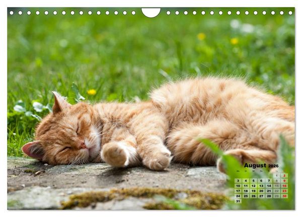 Produktbild: Katzen im Gr&uuml;nen (Wandkalender 2026 DIN A4 quer), CALVENDO Monatskalender