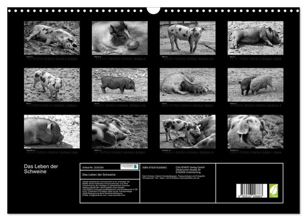 Produktbild: Das Leben der Schweine (Wandkalender 2026 DIN A3 quer), CALVENDO Monatskalender