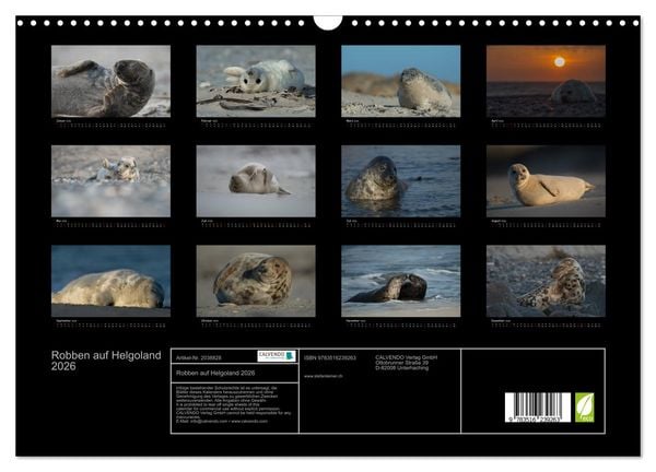 Produktbild: Robben auf Helgoland 2026 (Wandkalender 2026 DIN A3 quer), CALVENDO Monatskalender