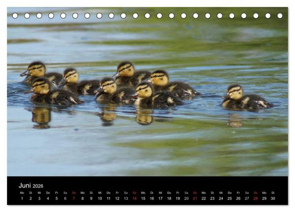 Produktbild: Das Leben der Enten (Tischkalender 2026 DIN A5 quer), CALVENDO Monatskalender