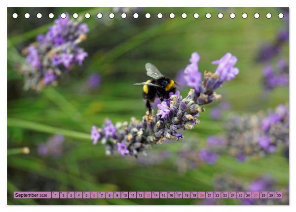 Produktbild: Farbzauber Lavendel (Tischkalender 2026 DIN A5 quer), CALVENDO Monatskalender