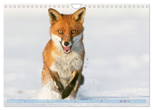 Produktbild: Wildtiere des Waldes: Hier wird der Mythos Wald lebendig (Wandkalender 2026 DIN A4 quer), CALVENDO Monatskalender