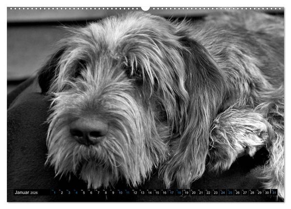 Produktbild: Carissimo Spinone Italiano (hochwertiger Premium Wandkalender 2026 DIN A2 quer), Kunstdruck in Hochglanz