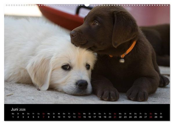 Produktbild: Hundewelpen (Wandkalender 2026 DIN A2 quer), CALVENDO Monatskalender