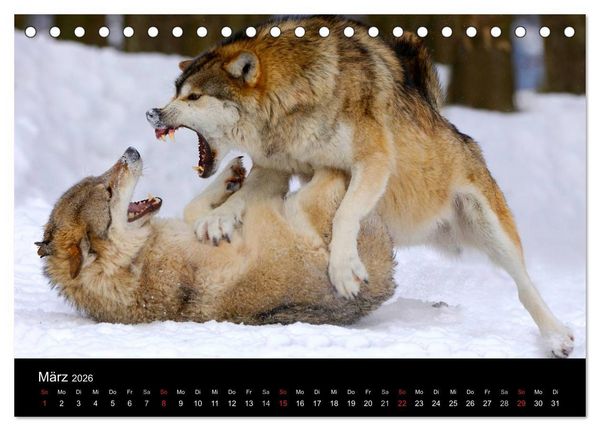 Produktbild: Kanadische W&ouml;lfe im Winter (Tischkalender 2026 DIN A5 quer), CALVENDO Monatskalender