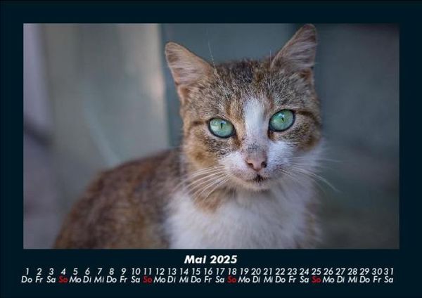Produktbild: F&uuml;r Katzenfreunde 2025 Fotokalender DIN A5