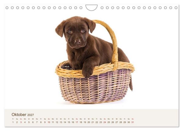 Produktbild: Labrador - Welpen (Wandkalender 2027 DIN A4 quer), CALVENDO Monatskalender