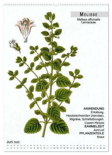 Produktbild: Heilpflanzen (Wandkalender 2026 DIN A2 hoch), CALVENDO Monatskalender