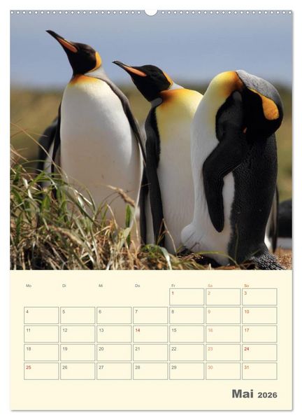 Produktbild: Mit Pinguinen durch das Jahr (Wandkalender 2026 DIN A2 hoch), CALVENDO Monatskalender