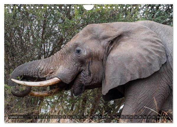 Produktbild: S&uuml;dafrika - Die Tierwelt (Wandkalender 2026 DIN A4 quer), CALVENDO Monatskalender