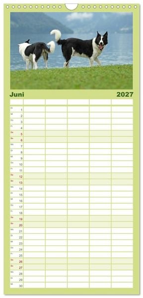 Produktbild: Familienplaner 2027 - Der Bordercollie-Kalender mit 5 Spalten (Wandkalender, 21 x 45 cm) CALVENDO