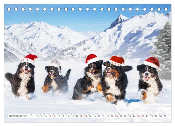 Produktbild: Berner Sennenhund - Ein Freund auf vier Pfoten (Tischkalender 2026 DIN A5 quer), CALVENDO Monatskalender