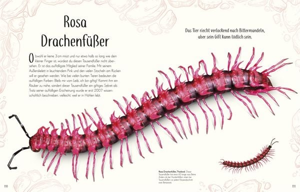 Produktbild: Wundervolle Welt der Insekten und Spinnentiere