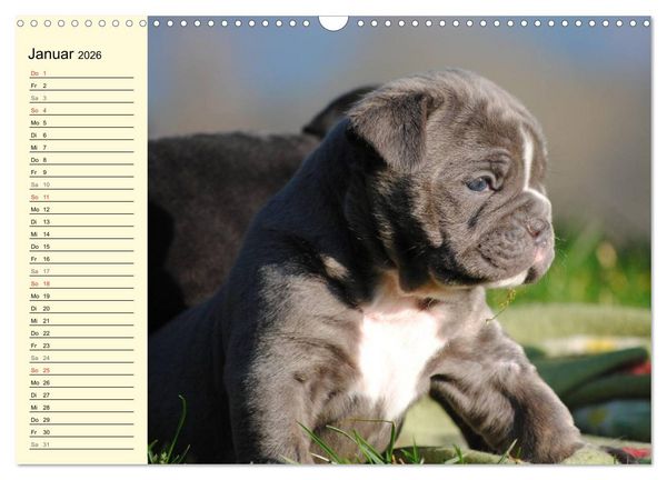 Produktbild: Bulldoggen-Moppelchen (Wandkalender 2026 DIN A3 quer), CALVENDO Monatskalender