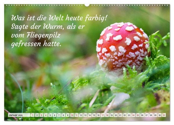 Produktbild: Junge, was hast du`s eilig (Wandkalender 2026 DIN A2 quer), CALVENDO Monatskalender
