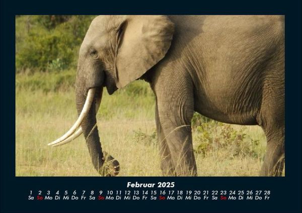 Produktbild: Elefanten Kalender 2025 Fotokalender DIN A4