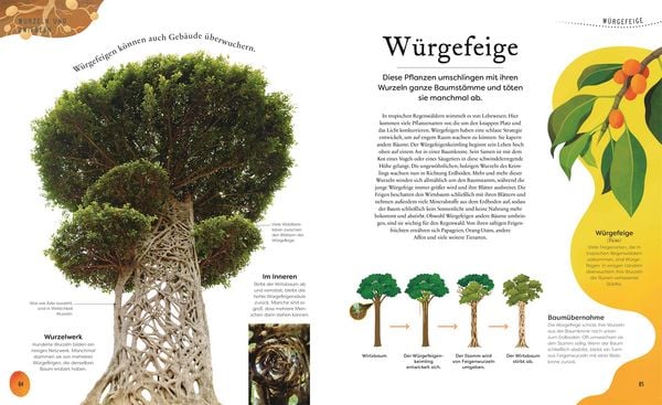Produktbild: Gro&szlig;e und kleine Sch&auml;tze der Natur. Pflanzen