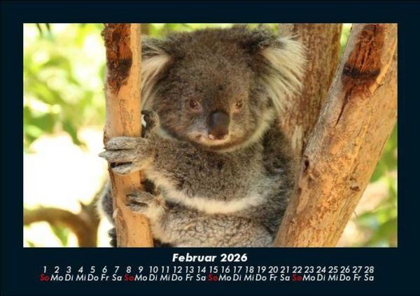 Produktbild: Koala 2026 Fotokalender DIN A5