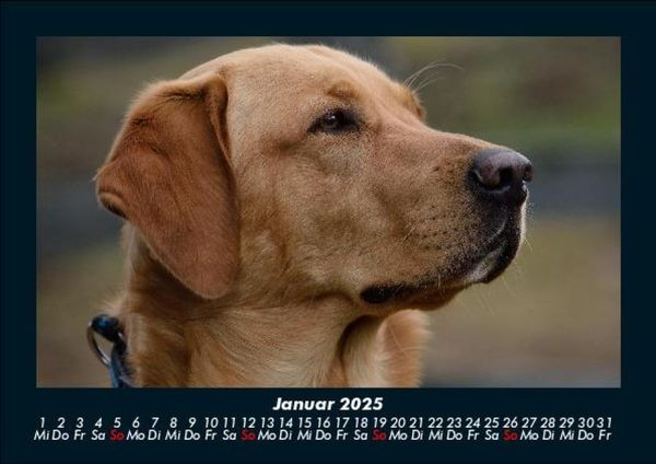 Produktbild: Hundezauber 2025 Fotokalender DIN A5