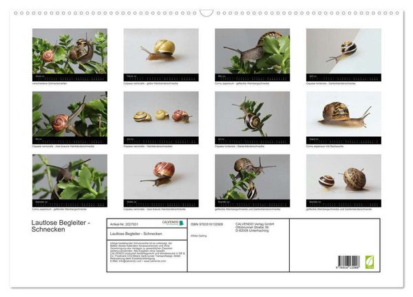 Produktbild: Lautlose Begleiter - Schnecken (Wandkalender 2026 DIN A2 quer), CALVENDO Monatskalender