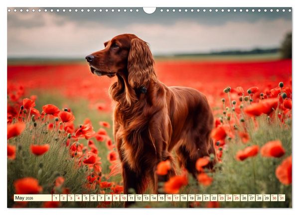 Produktbild: Irish Setter - pure grace (Wall Calendar 2026 DIN A3 landscape), CALVENDO 12 Month Wall Calendar