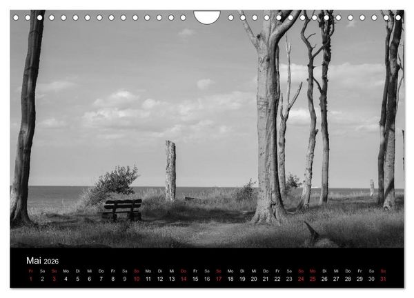 Produktbild: B&auml;ume trees 2026 (Wandkalender 2026 DIN A4 quer), CALVENDO Monatskalender