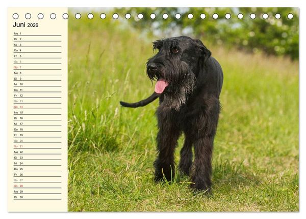 Produktbild: Treuer Freund Riesenschnauzer (Tischkalender 2026 DIN A5 quer), CALVENDO Monatskalender