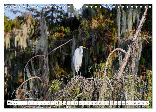 Produktbild: Louisiana - S&uuml;mpfe und Plantagenh&auml;user (Wandkalender 2026 DIN A4 quer), CALVENDO Monatskalender