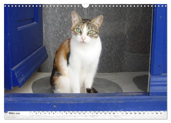 Produktbild: Katzen der Kykladen (Wandkalender 2026 DIN A3 quer), CALVENDO Monatskalender