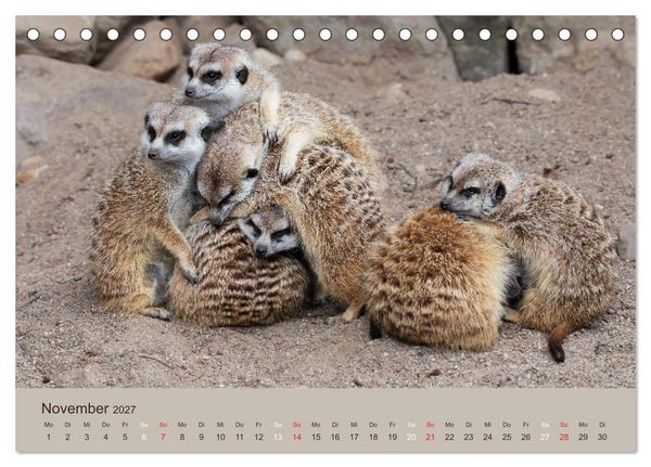 Produktbild: Quirlige Erdm&auml;nnchen (Tischkalender 2027 DIN A5 quer), CALVENDO Monatskalender