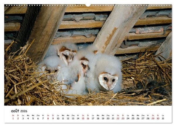 Produktbild: La vie des chouettes, les dames de la nuit (Calendrier mural 2026 DIN A2 vertical) calendrier de bureau