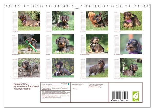 Produktbild: Familienplaner - Liebenswerte Rabauken - Rauhaardackel (Wandkalender 2026 DIN A4 quer), CALVENDO Monatskalender