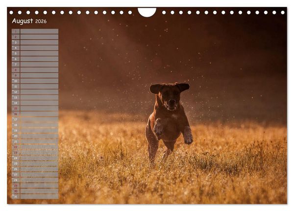 Produktbild: Rhodesian Ridgeback - Herzen auf vier Pfoten (Wandkalender 2026 DIN A4 quer), CALVENDO Monatskalender