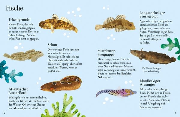 Produktbild: Usborne Minis Naturf&uuml;hrer: K&uuml;stenbewohner