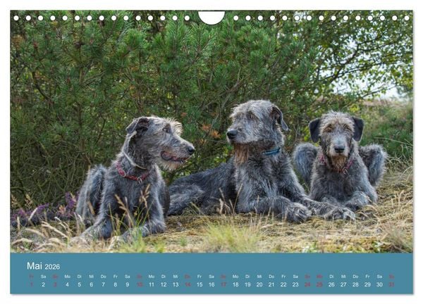 Produktbild: Irische Wolfshunde (Wandkalender 2026 DIN A4 quer), CALVENDO Monatskalender